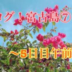 2023年 【宮古島】泡盛蔵元！多良川酒造で試飲しまくりの、お墓なり遺跡なり、ヤギなり！丸吉食堂の宮古そばランチ！