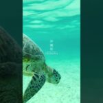 2023年 ビーチエントリーで見れたウミガメ🐢✨ 📍沖縄県｜宮古島 #宮古島 #新城海岸 #ウミガメ  
#visa247.co #visa247 #visa #xinvisa #kinhnghiemxin