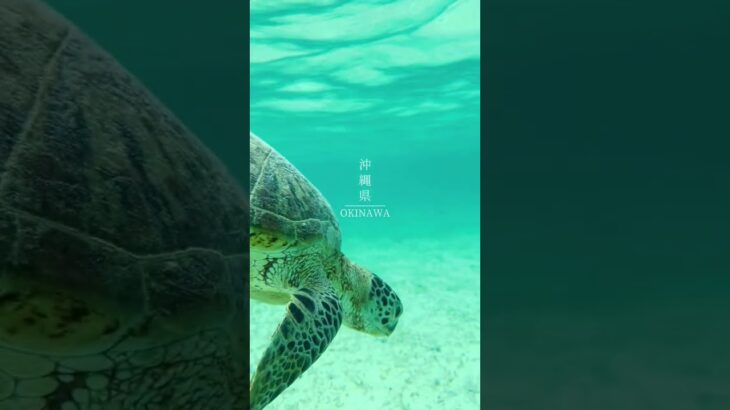 2023年 ビーチエントリーで見れたウミガメ🐢✨ 📍沖縄県｜宮古島 #宮古島 #新城海岸 #ウミガメ  
#visa247.co #visa247 #visa #xinvisa #kinhnghiemxin