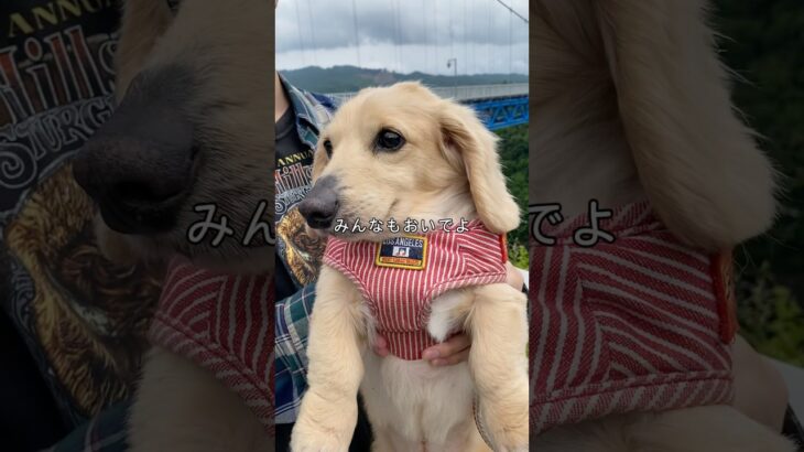 わんこ視点vlog -竜神大吊橋編- #vlog #ペット #カップル #観光 #茨城県