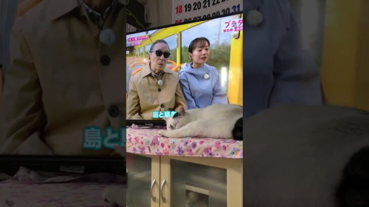 2023年 猫のノンちゃんの「ブラタモリの宮古島 その1」　#田舎暮らしの猫 #保護猫 #ショート #shorts #タモリ #NHK