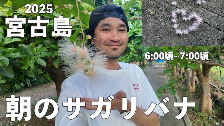 2023年 【2025宮古島サガリバ】早朝のお花見が気持ち良すぎた！！