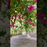 2023年 2025.7.1宮古島　ユートピアファーム　ブーゲンビリア🌺