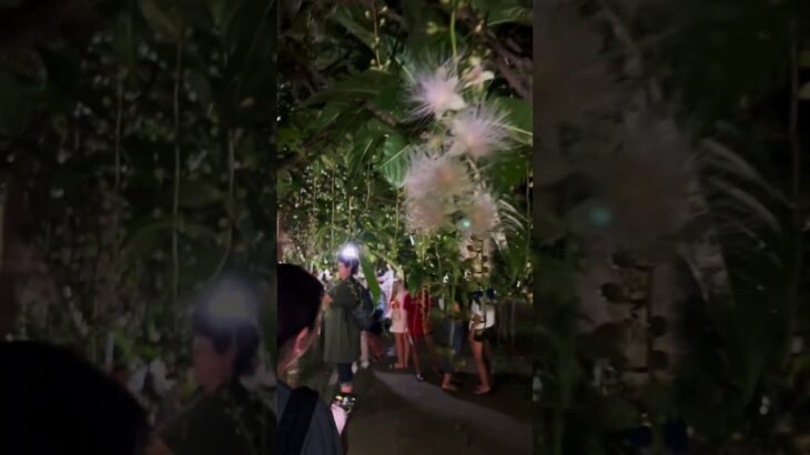 2023年 2025.7.1宮古島添道サガリバナ🌺🌙