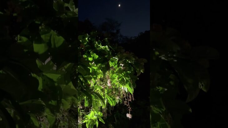 2023年 2025.7.1宮古島添道サガリバナ🌺🌙