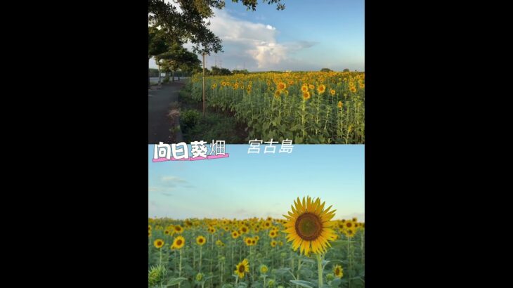 2023年 2025/7/18ひまわり畑@宮古島