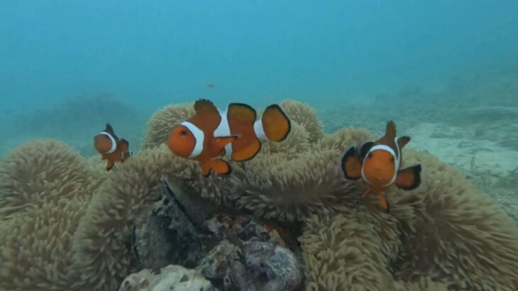 2023年 25.06.22　沖縄　宮古島（ビーチ）カクレクマノミ