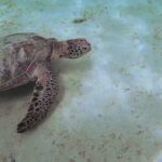 2023年 【4K】ウミガメとシュノーケリング③　【宮古島・新城海岸】