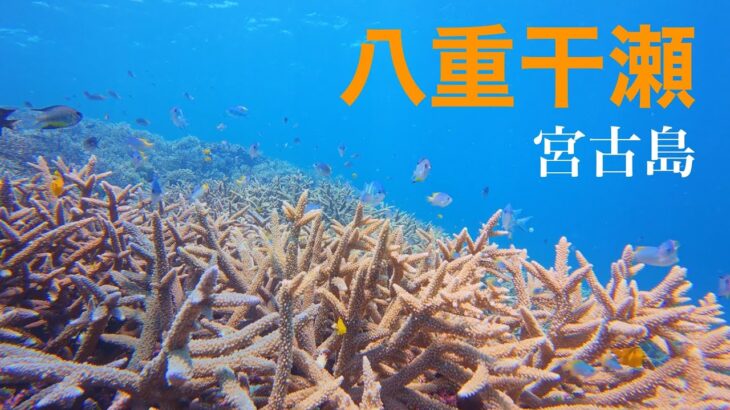 2023年 【八重干瀬】宮古島の楽園でシュノーケリング！｜シュノーケリング｜4K