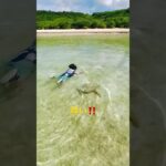 2023年 海ガメと泳ぎたい‼️5歳児のチャレンジ‼️ #宮古島