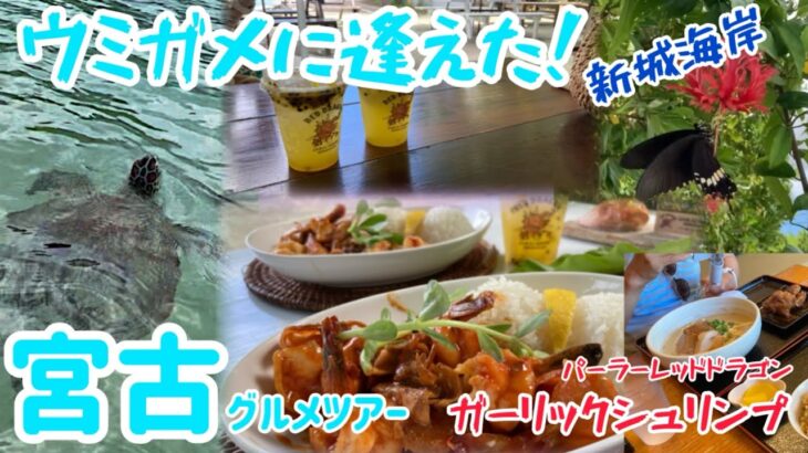 2023年 宮古島で亀に99%逢える海岸で亀と戯れモードand日本一美味しいガーリックシュリンプのお店へGo