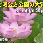 大賀ハスが美しい古河公方公園 Beautiful Oga lotus 2025年7月4日 : 茨城県古河市 : 4K // 茨城観光旅行Vlog