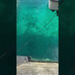 2023年 イカ🦑釣りスポット🎣「MIYAKOJIMA ISLAND」 #イカ釣り  #ダツ魚　#宮古島　#miyakoisland