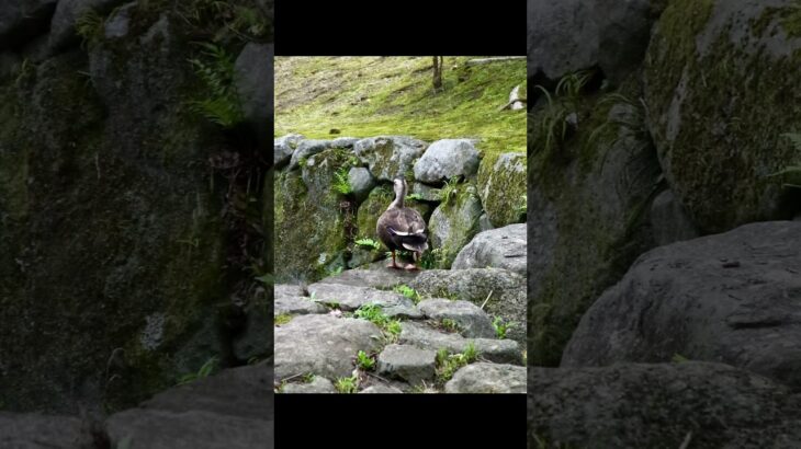 茨城県水戸市にある偕楽園もみじ谷をオールドデジカメRICOH CX2で撮影 #写真 #travel #旅行 #観光 #デート