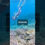 2023年 The harmony of coral reefs♪ #choral #reef #miyakojima #mermaid #スキンダイビング #宮古島ダイビング