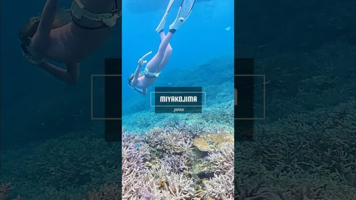 2023年 The harmony of coral reefs♪ #choral #reef #miyakojima #mermaid #スキンダイビング #宮古島ダイビング