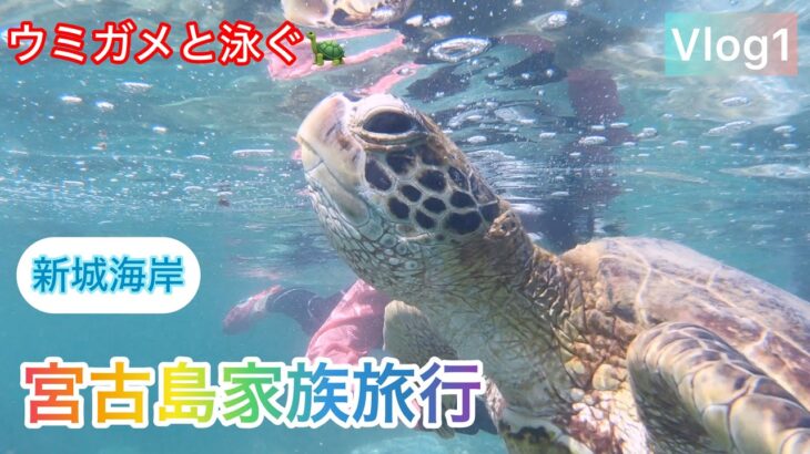 2023年 宮古島家族旅行　Vol1【ウミガメと泳ぐ🐢】