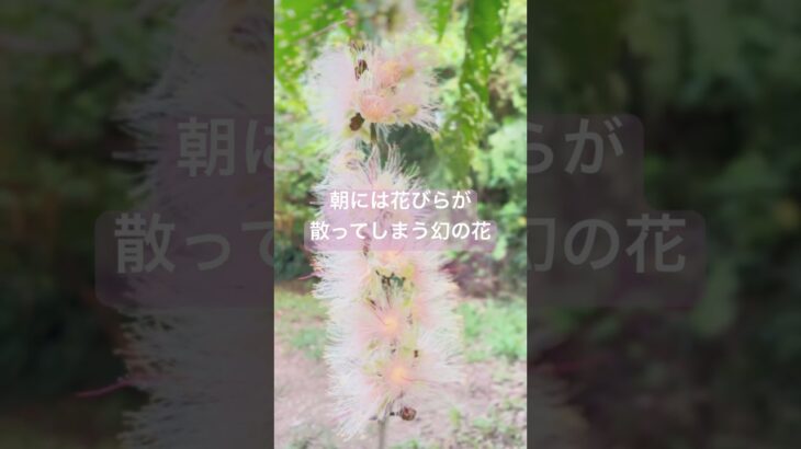 2023年 宮古島魂の仲間達とほリトリート　サガリバナ綺麗に咲いていました。会えてよかった！皆で見れて嬉しいよ。#魂  #宮古島  #diva