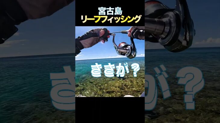 2023年 れっぱきたよー #釣り #fishing #リーフフィッシング #宮古島