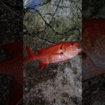 2023年 #fishing #宮古島