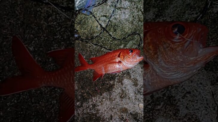 2023年 #fishing #宮古島