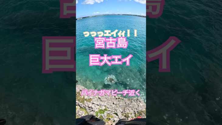 2023年 【釣り中にエイ出現】 #fishing #釣り #タマン #カーエー #ロウニンアジ #宮古島 #ダイビング #打ち込み釣り #キャンプ #fishing