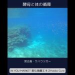 2023年 酵母と循環 宮古島・サバウツガー 　 #inyouマーケット #健康 #研究