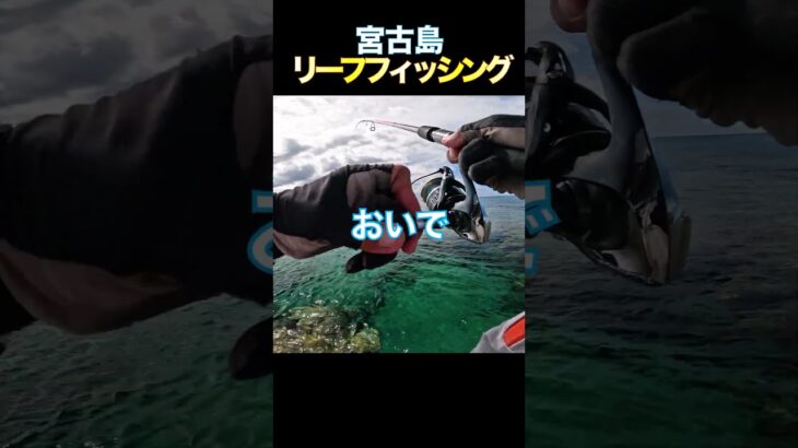 2023年 イッパツokからの〜 #釣り #fishing #リーフフィッシング #宮古島