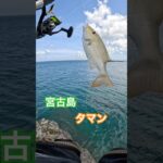 2023年 【フカセでミニタマン】#カーエー #釣り #フカセ釣り #アウトドア #タマン #ロウニンアジ #宮古島 #沖縄釣り #shimano #daiwa #fishing #fishingvideo