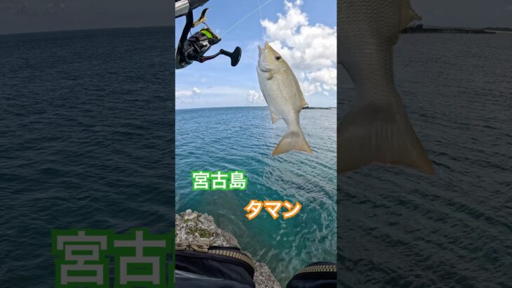 2023年 【フカセでミニタマン】#カーエー #釣り #フカセ釣り #アウトドア #タマン #ロウニンアジ #宮古島 #沖縄釣り #shimano #daiwa #fishing #fishingvideo