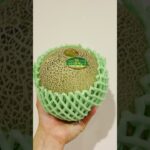 茨城が誇る王様メロン #イバラキング を食べてみた #shorts #茨城県 #いばらき観光マイスター