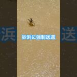 2023年 カニの反復横跳び#宮古島 #来間島 #海 #カニ #ビーチ #自然  #癒し動画 #shorts #vlog #peaceful #relatable #沖縄旅行 #beach #travel
