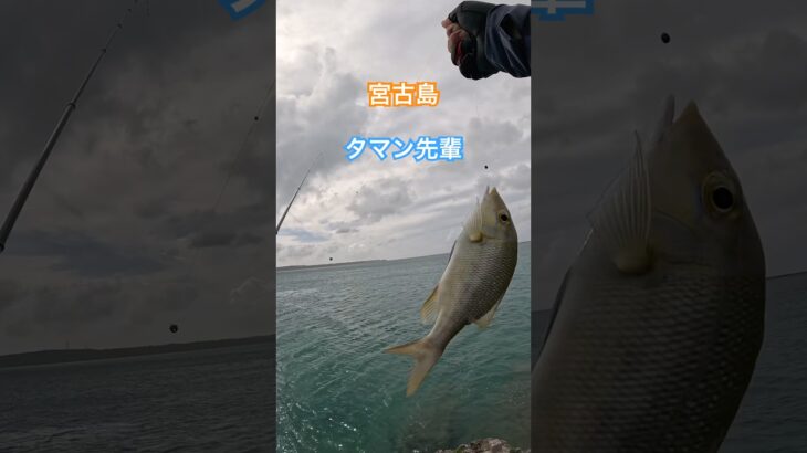 2023年 【フカセでタマン先輩】#カーエー #supfishing #フカセ釣り #アウトドア #タマン #ロウニンアジ #宮古島 #沖縄釣り #shimano #daiwa #fishing #がまかつ