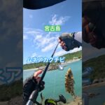 2023年 【フカセでムネアカ】#カーエー #釣り #supfishing #フカセ釣り #アウトドア #タマン #ロウニンアジ #宮古島 #沖縄釣り #shimano #daiwa #fishing #がまかつ