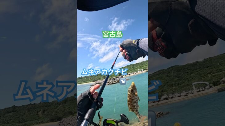 2023年 【フカセでムネアカ】#カーエー #釣り #supfishing #フカセ釣り #アウトドア #タマン #ロウニンアジ #宮古島 #沖縄釣り #shimano #daiwa #fishing #がまかつ