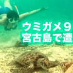 2023年 宮古島でウミガメ９匹と会いました！！