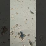 2023年 宮古島　新城-あらぐすく-海岸　砂浜を歩いてみる♪