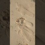 2023年 宮古島　新城-あらぐすく-海岸　ヤドカリくん🐚みぃーつけた！！