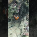 2023年 宮古島　新城-あらぐすく-海岸にて、みみっく、カクレクマノミさんと戯れる♥