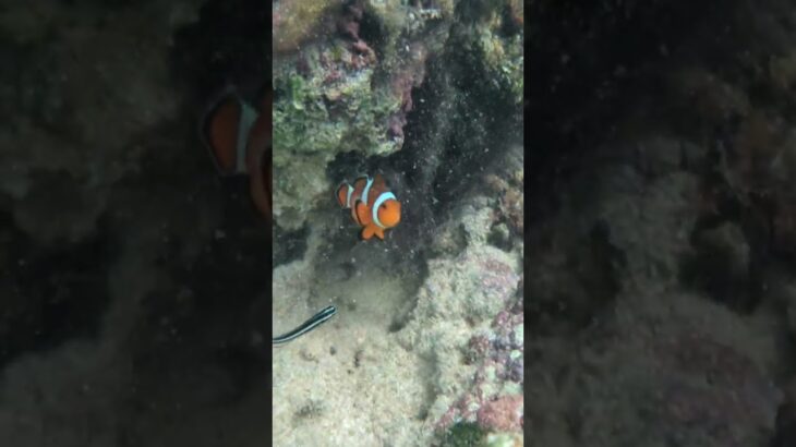 2023年 宮古島　新城-あらぐすく-海岸にて、みみっく、カクレクマノミさんと戯れる♥