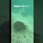 2023年 宮古島　新城海岸でウミガメに会えたー❗️  最高すぎ💙