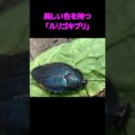 2023年 宮古島で発見された  “美しいゴキブリ”