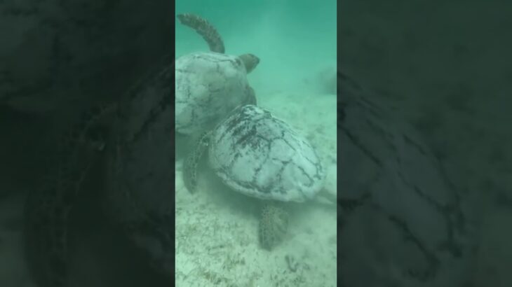 2023年 ウミガメ宮古島