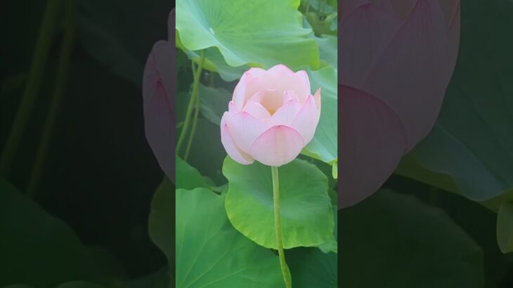 うーのお散歩❀#おさんぽ#蓮華#茨城県 #観光 #風車 #蓮
