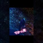 2023年 宮古島ダイビング