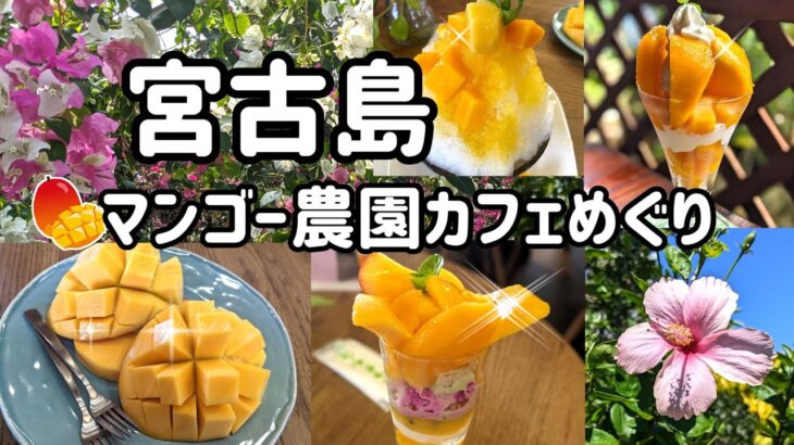 2023年 【宮古島グルメ旅】旬のマンゴーが絶品の農園カフェ３店をご紹介！フレッシュでとろけるマンゴースイーツは産地ならではの美味しさ♪