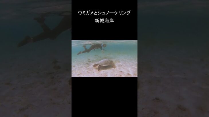 2023年 #ウミガメ #宮古島ダイビング  #シュノーケリング  #宮古島