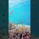 2023年 八重干瀬の美しい魚たち🐠 #むらいさち #宮古島　#ダイビング