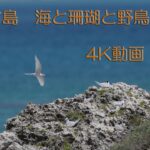 2023年 宮古島 海と珊瑚と野鳥たち