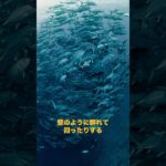 2023年 宮古島のダイビングで会える大群ランキング【ギンガメアジ】　#ダイビング #ダイビングショップ